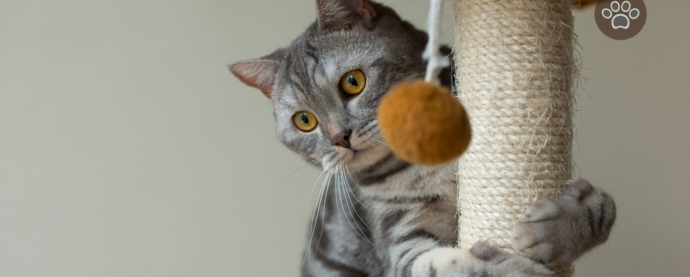 5 Best Catnip Toys for Your Feline Friend