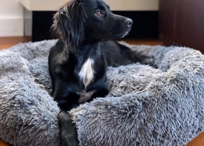 Dog Bed Calming Dog Bed Comfy Donut Cuddler Pet Bed 2 bed-dog-calming-dog-bed-comfy-donut-cuddler-01