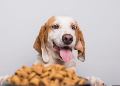 Keep Your Pet Healthy and Happy with the Best Pet Food on the Market