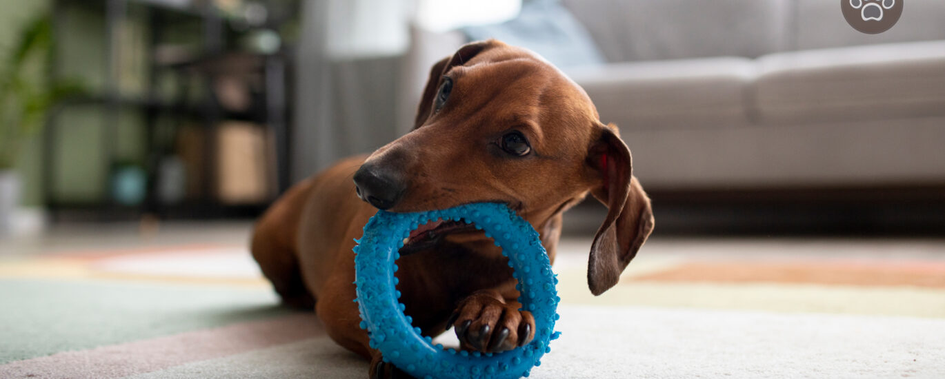 The Top 5 Chew Toys for Teething Puppies